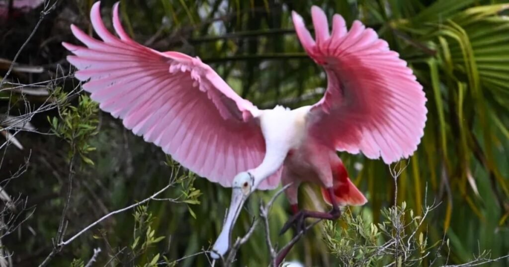 Roseate Spoonbill