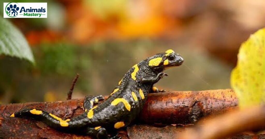 Salamanders