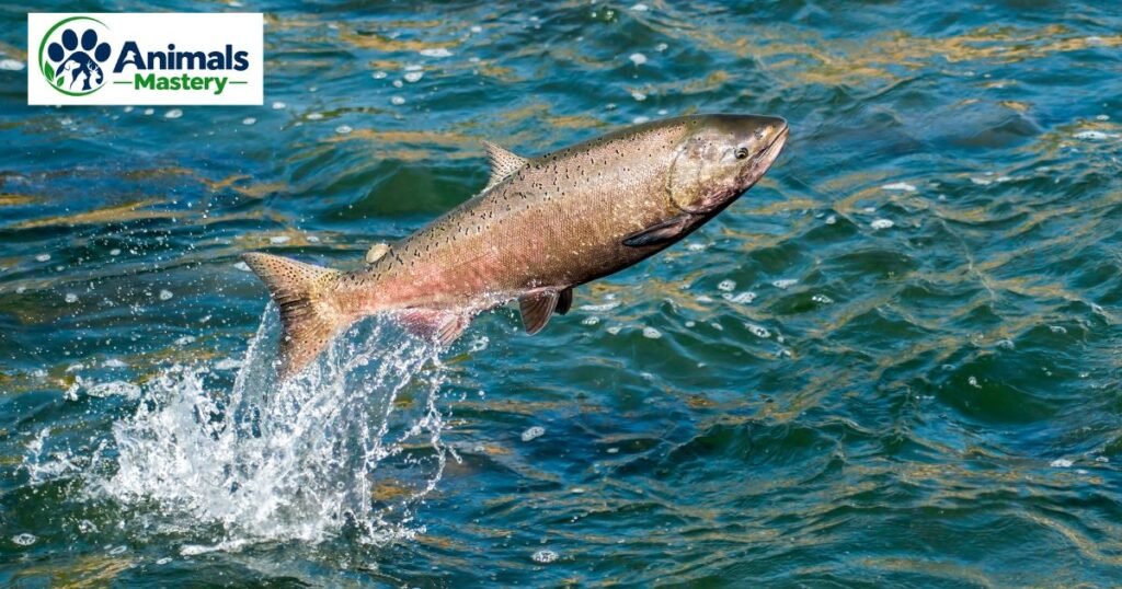 Salmon