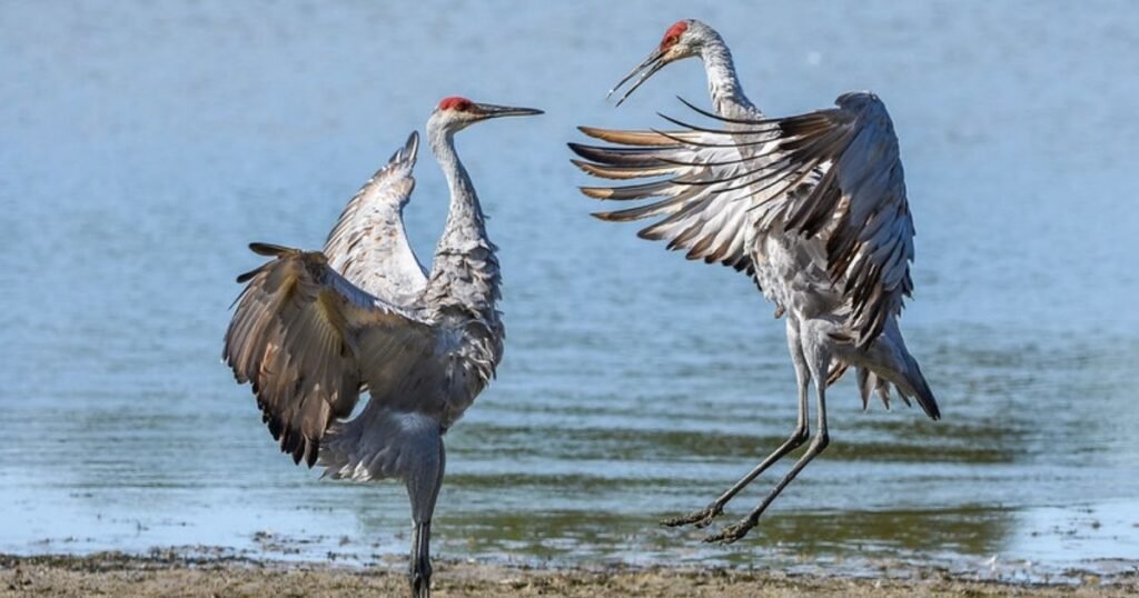 Sandhill Crane