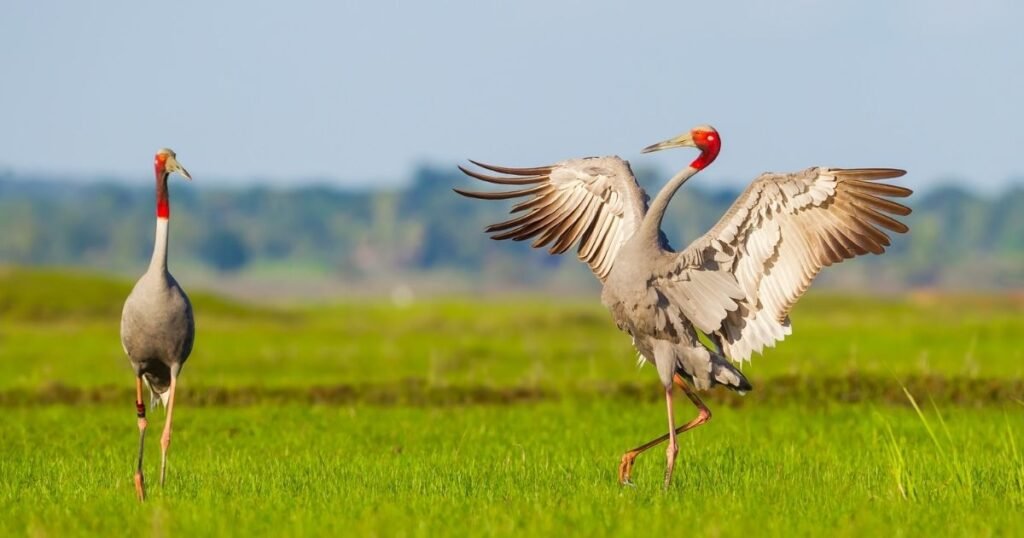 Sarus Crane