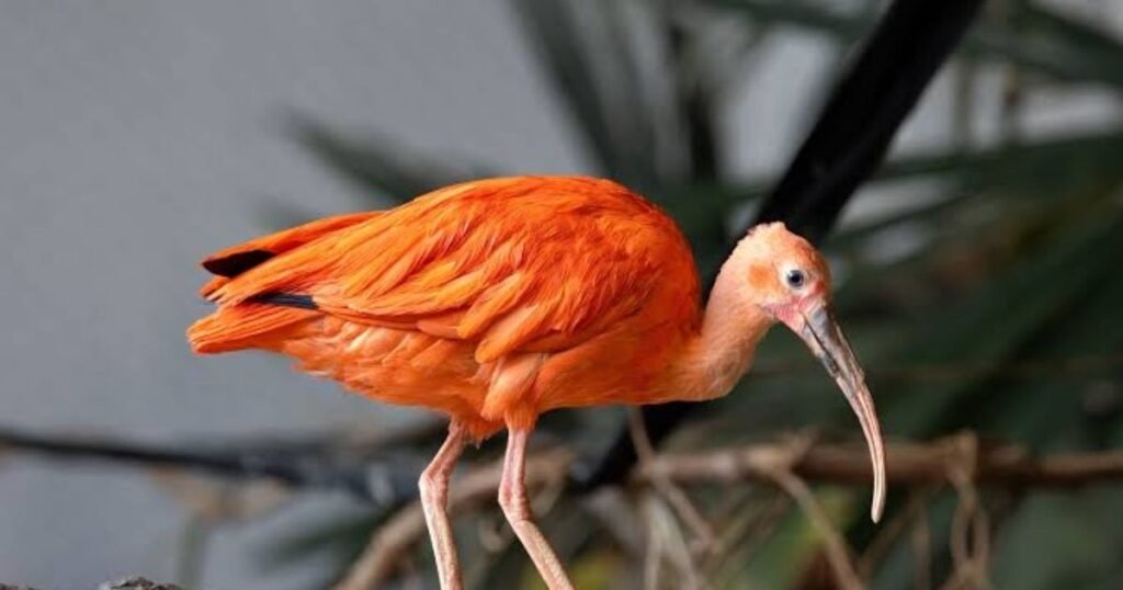 Scarlet Ibis