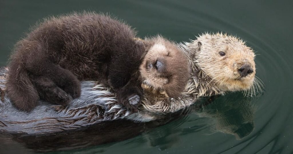 Sea Otter