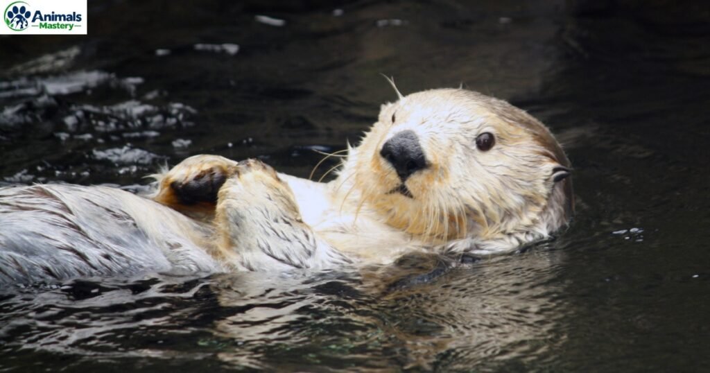 Sea Otters