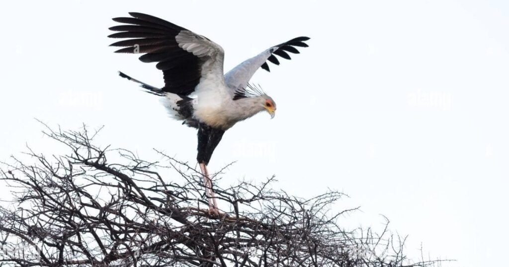 Secretary Bird