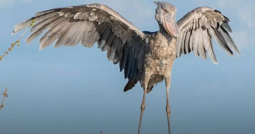 Shoebill
