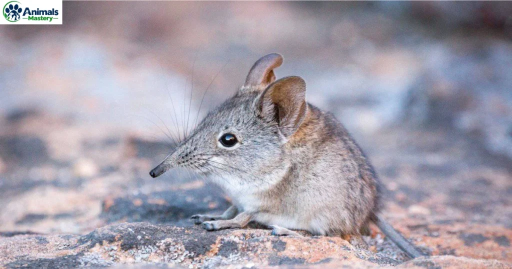 Shrews