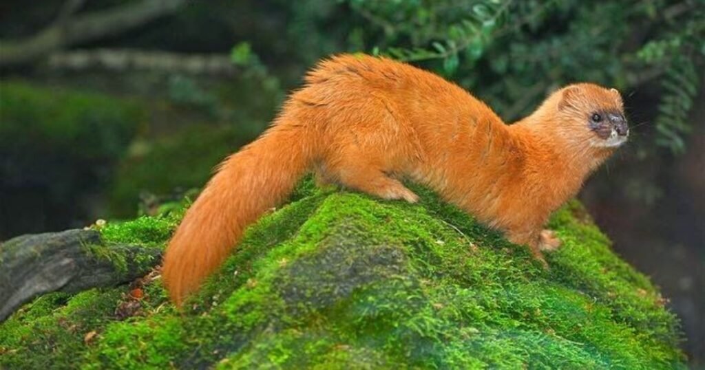Siberian Weasel