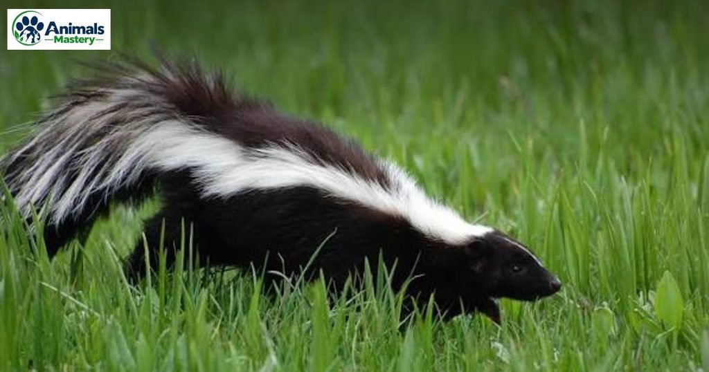 Skunk