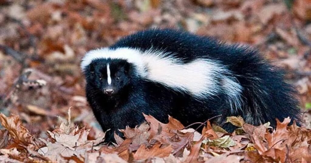 Skunks