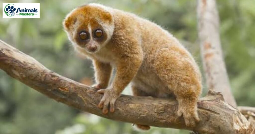 Slow Lorises