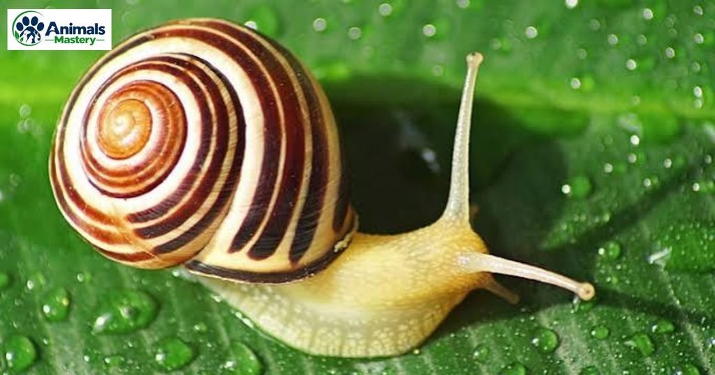Snail