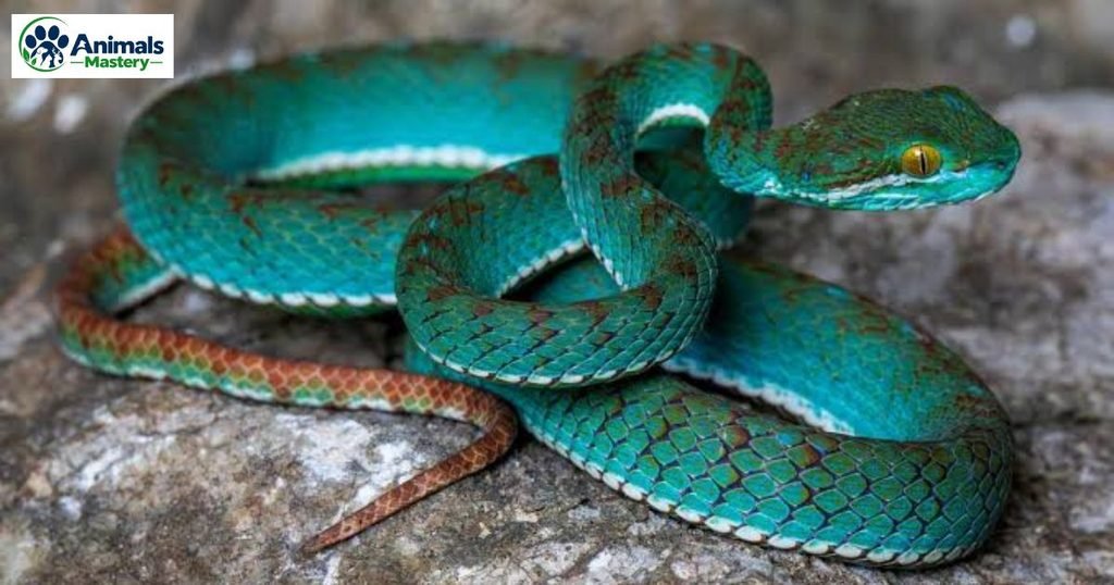 Snake