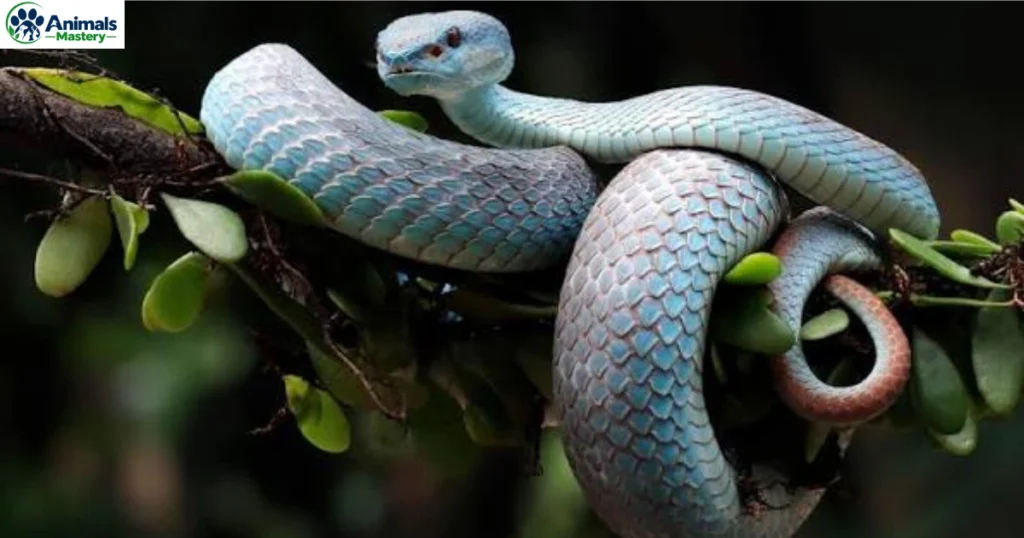 Snakes