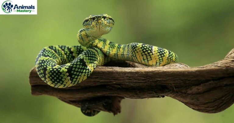 Snakes with Triangular Heads