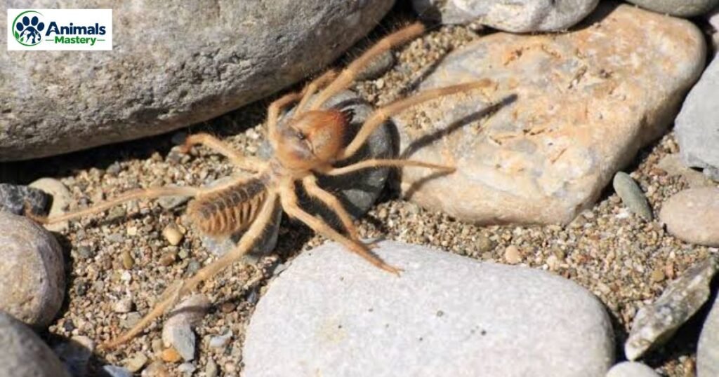 Solifugae