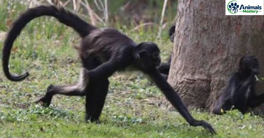 Spider Monkey