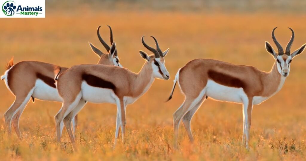 Springbok