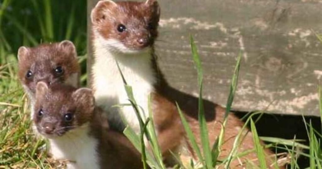 Stoats