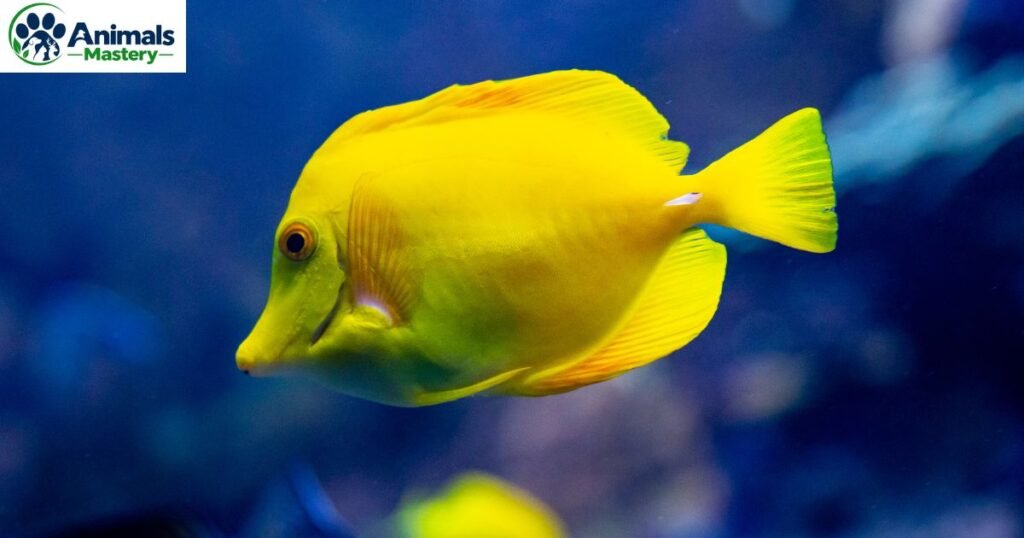 Sweetlips