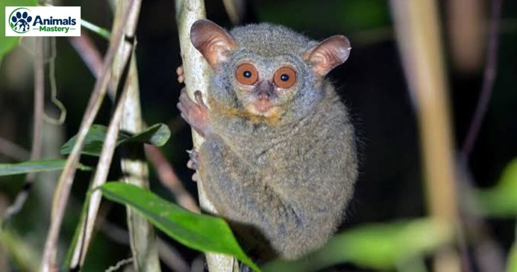 Tarsiers