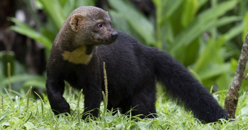 Tayra