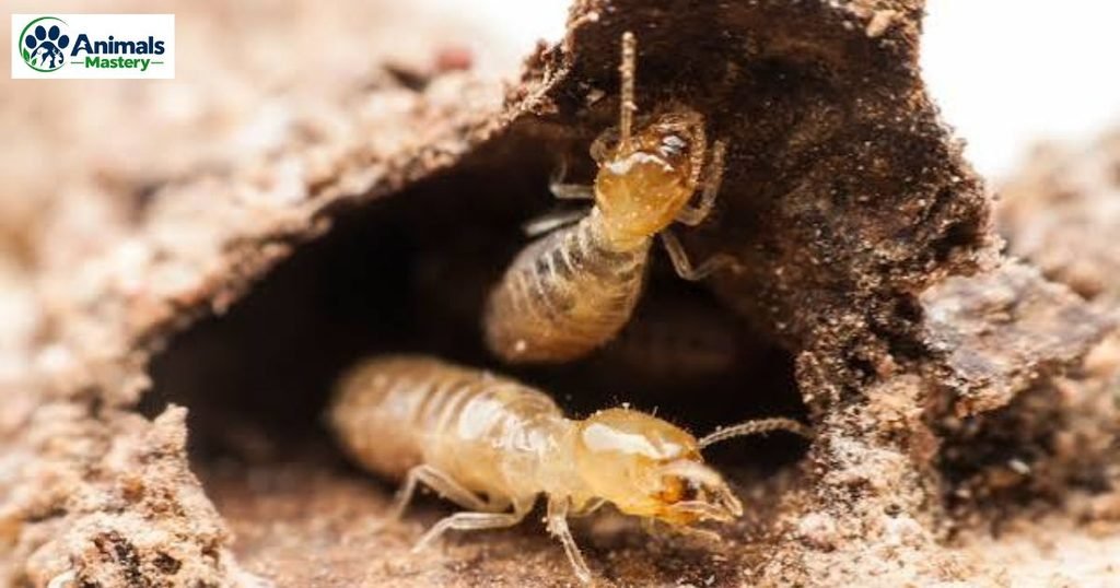 Termite