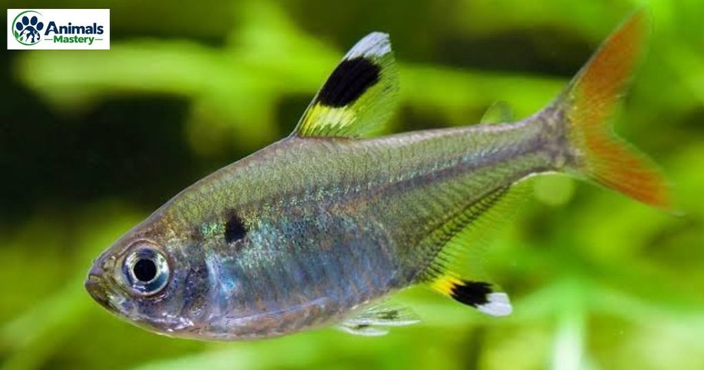 Tetra