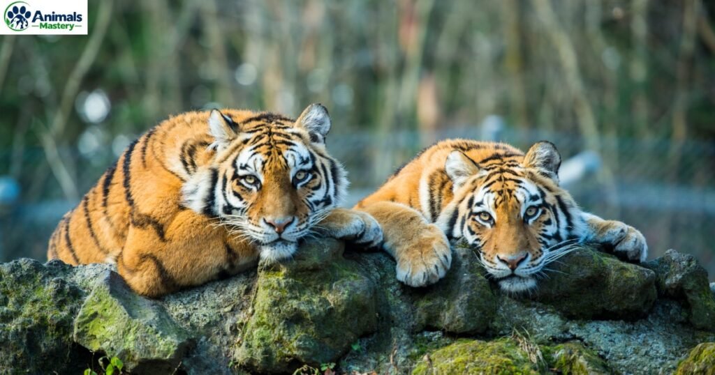 Tigers