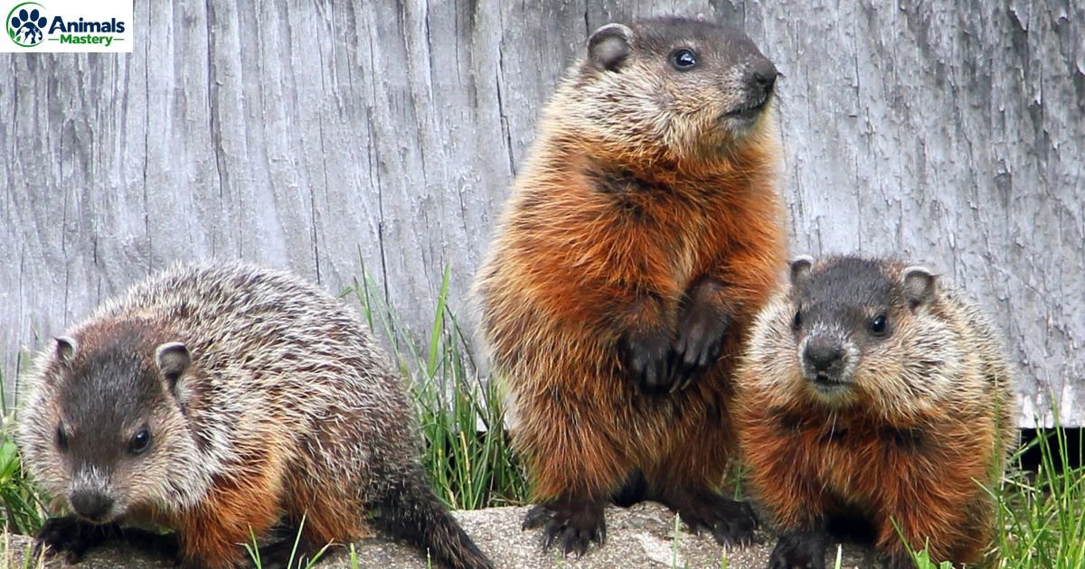 Animals Like Groundhogs