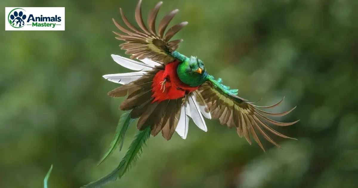 Top 16 Animals That Start With Q