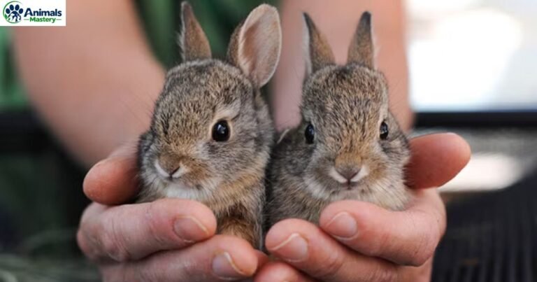 Animals With 10 Letters
