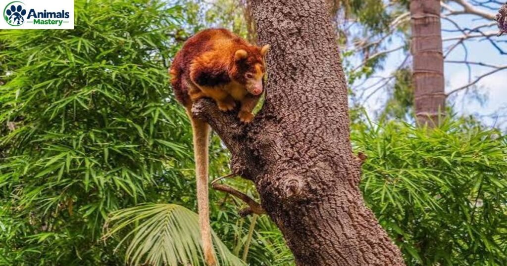 Tree Kangaroo
