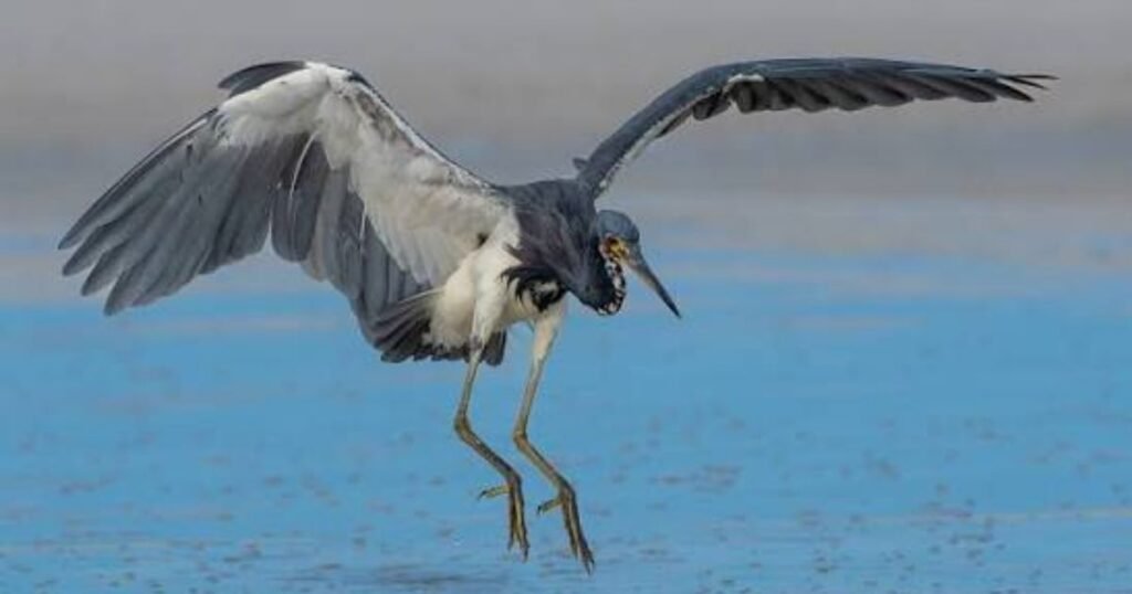 Tricolored Heron