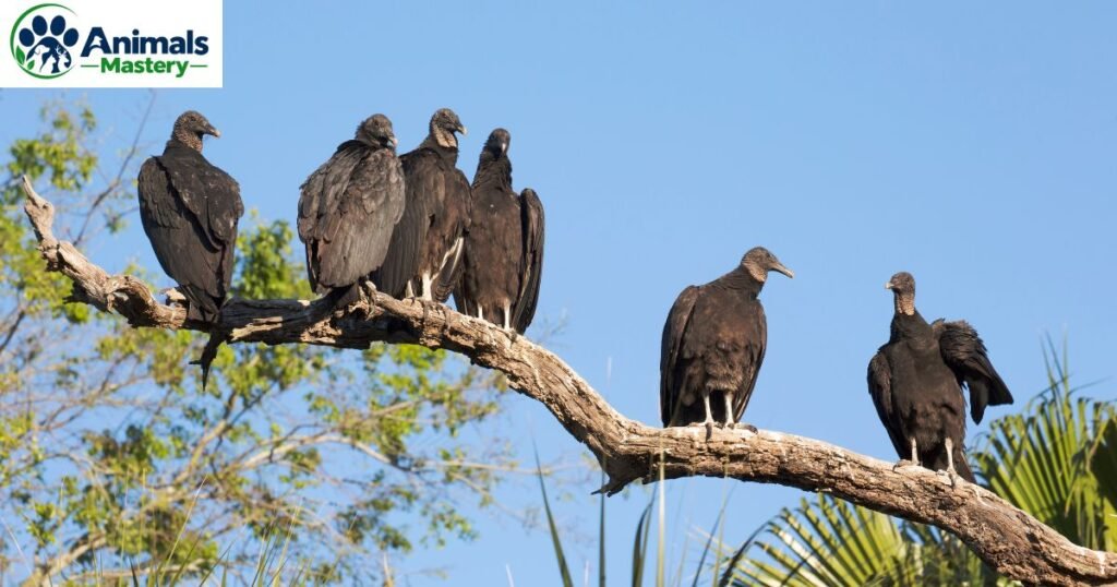 Turkey vultures 