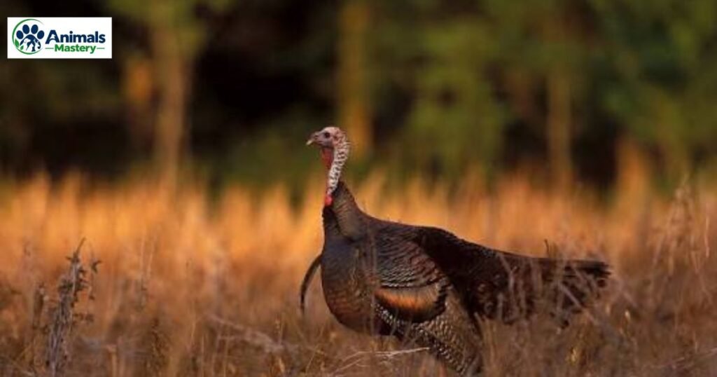 Turkeys
