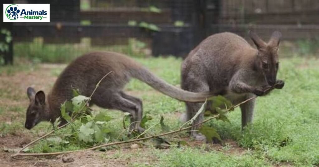 Wallaby
