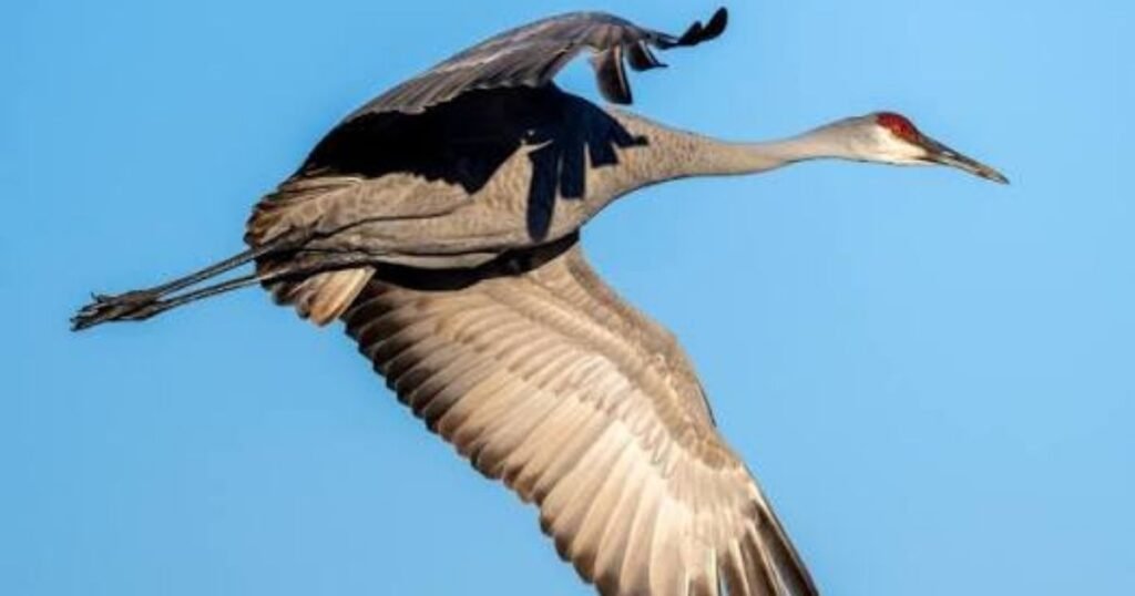 Wattled Crane