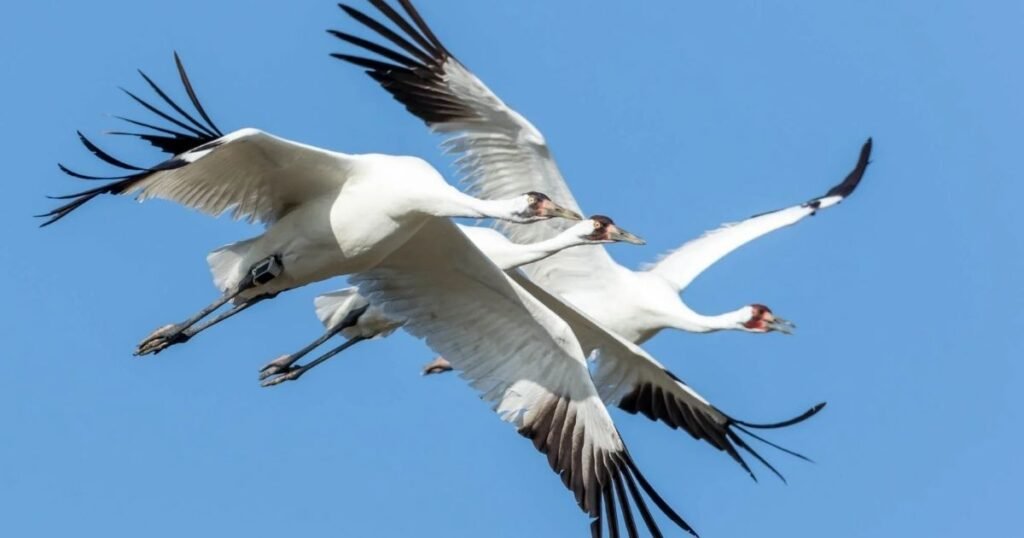 Whooping Crane