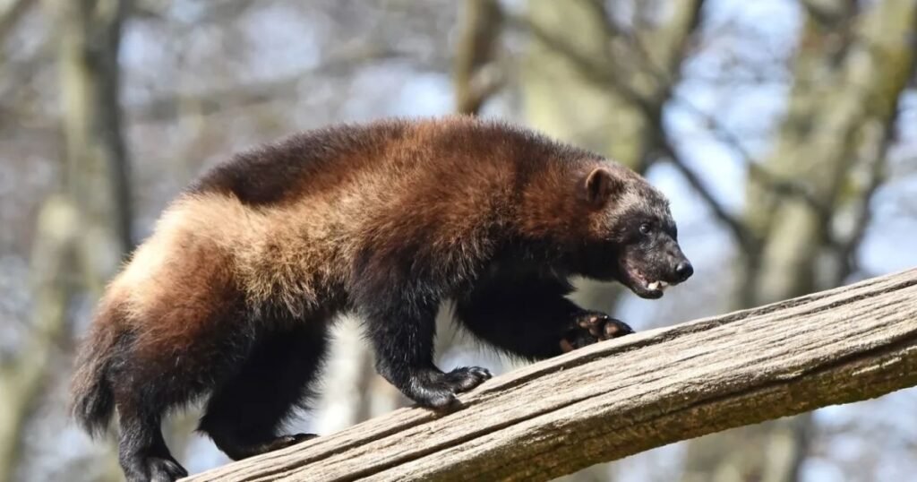 Wolverines