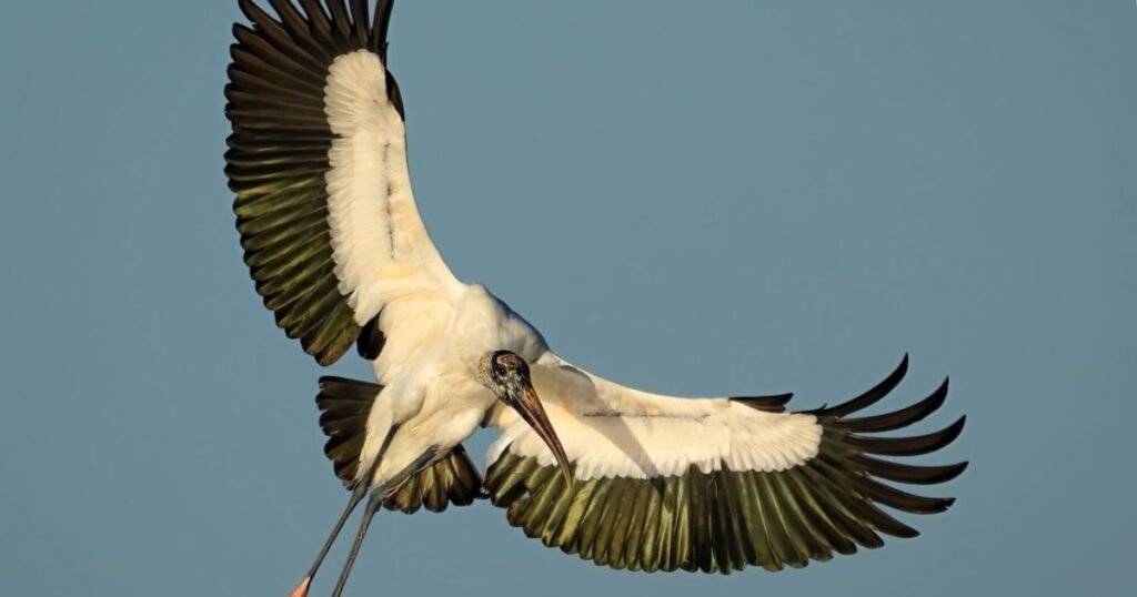 Wood Stork