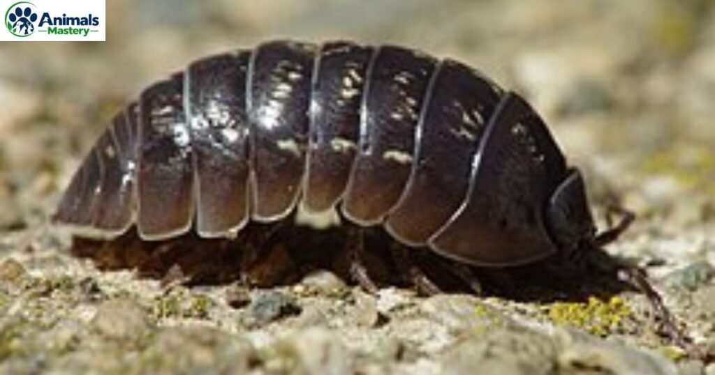 Woodlouse