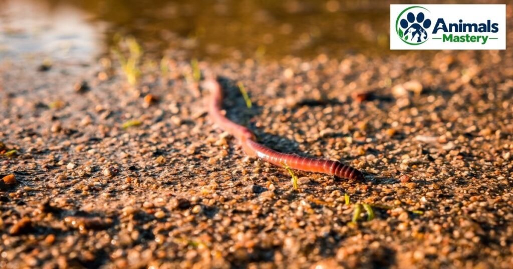 Worm