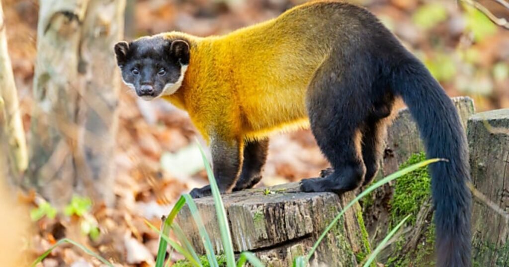 Yellow-throated Marten