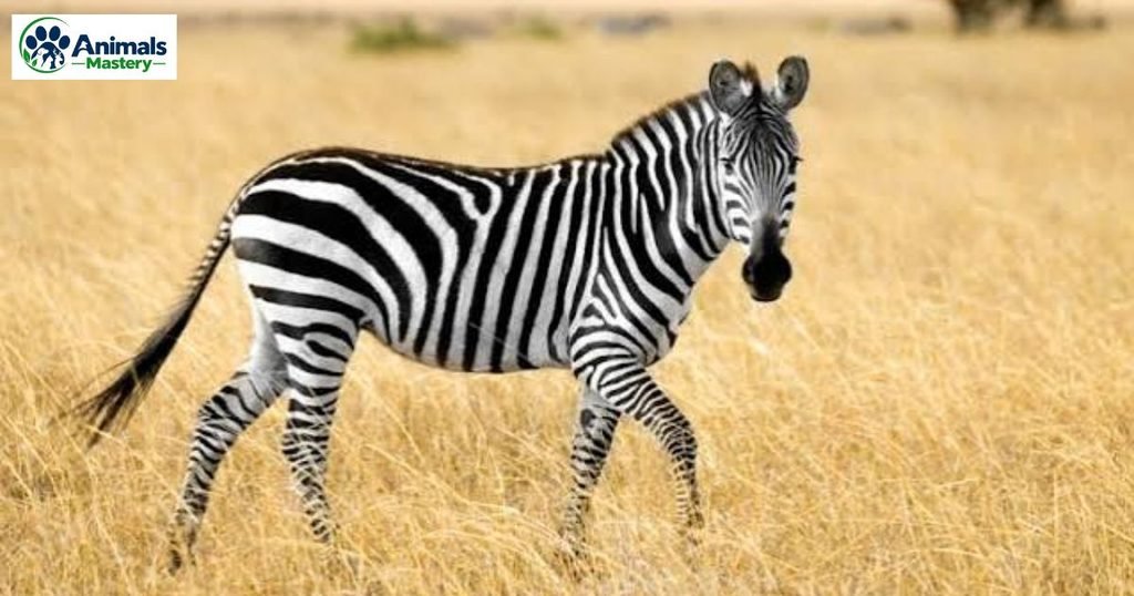 Zebra