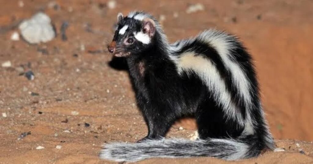 Zorilla