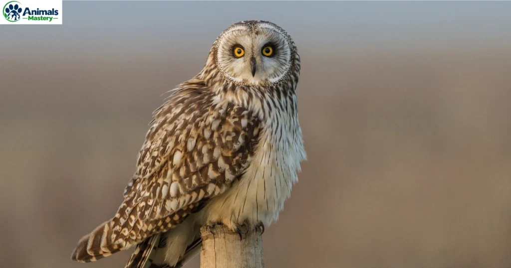 owl