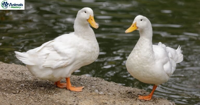Animals With Webbed Feet
