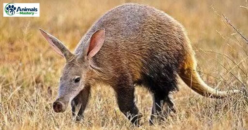 Aardvark