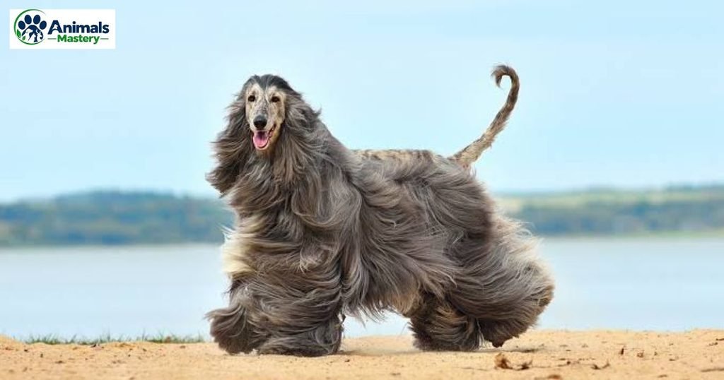 Afghan Hound